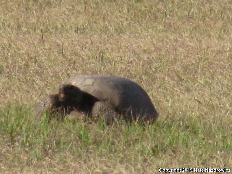 Gopher Tortoise (Gopherus polyphemus)