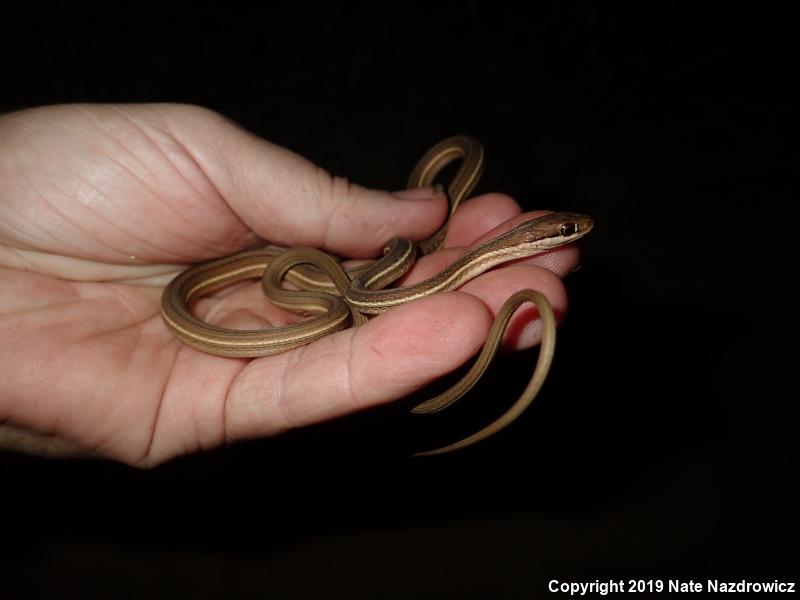 Peninsula Ribbonsnake (Thamnophis sauritus sackenii)