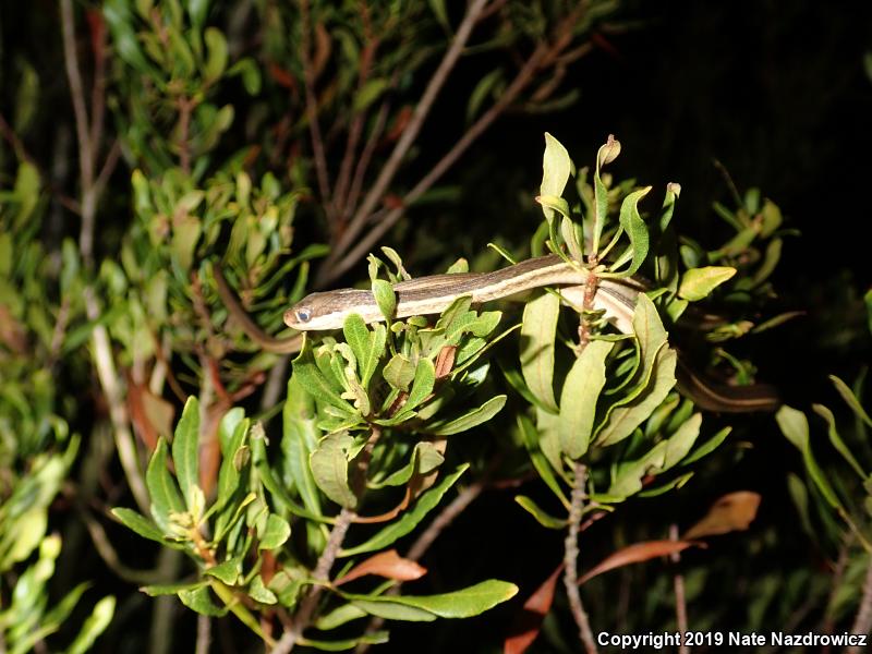 Peninsula Ribbonsnake (Thamnophis sauritus sackenii)