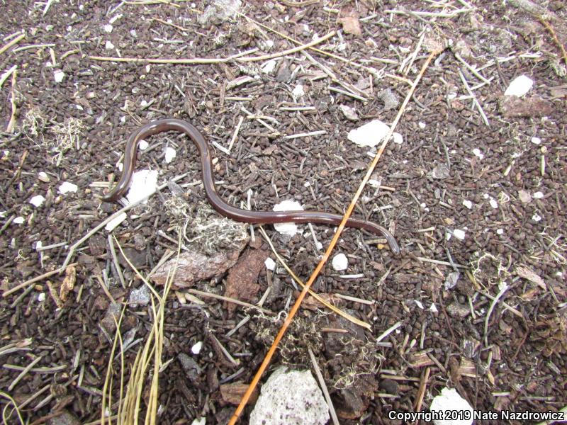 Brahminy Blindsnake (Ramphotyphlops braminus)