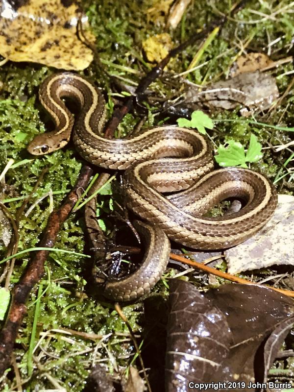 Short-headed Gartersnake (Thamnophis brachystoma)