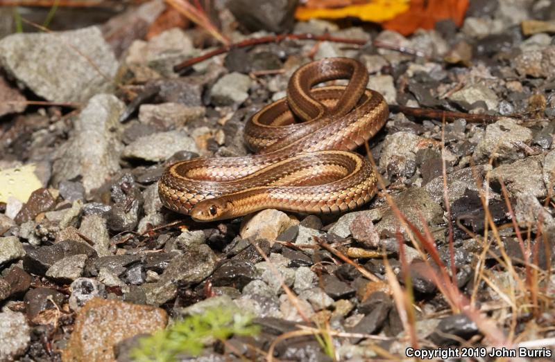 Short-headed Gartersnake (Thamnophis brachystoma)