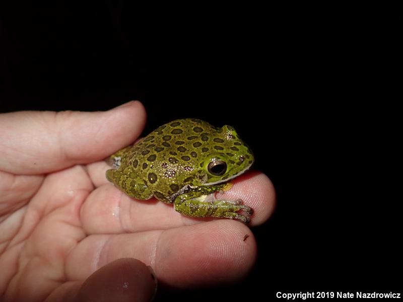 Barking Treefrog (Hyla gratiosa)