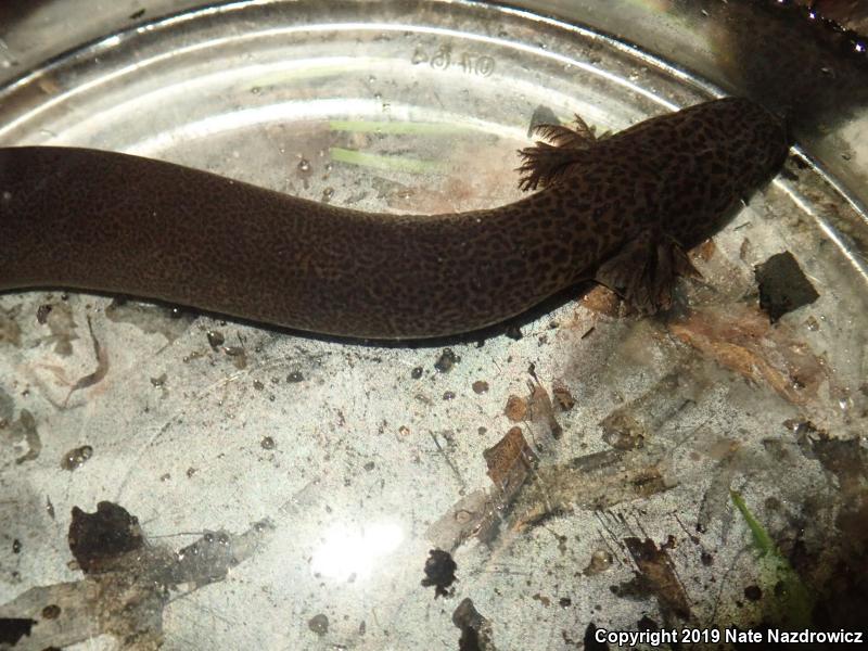 Lesser Siren (Siren intermedia)