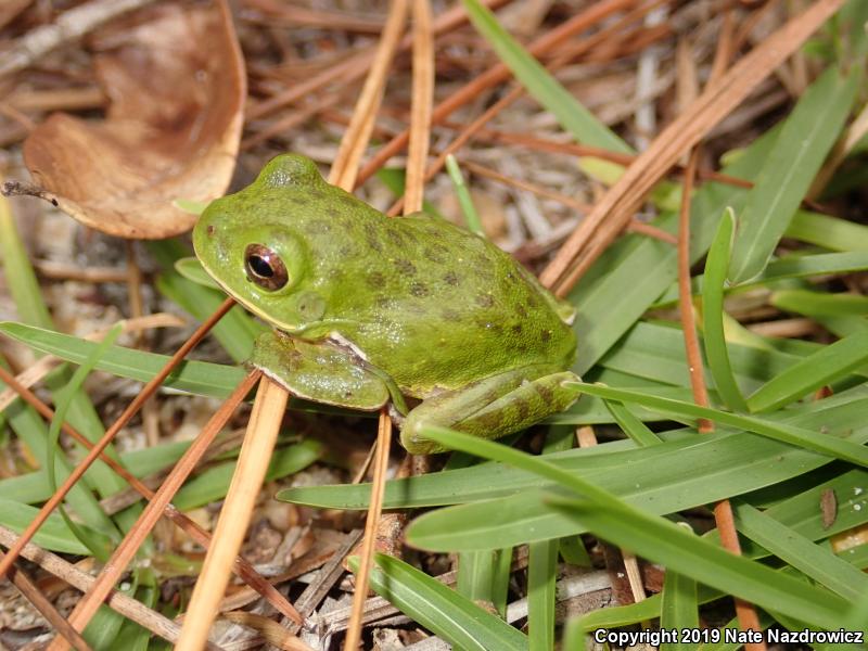 Barking Treefrog (Hyla gratiosa)