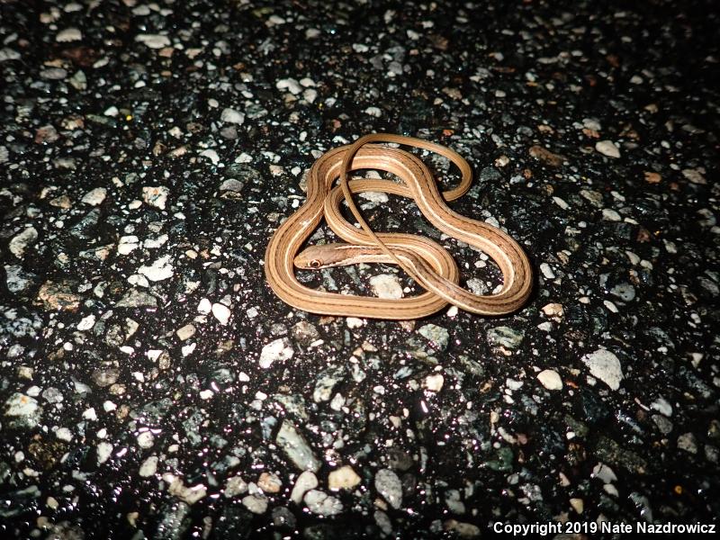 Peninsula Ribbonsnake (Thamnophis sauritus sackenii)