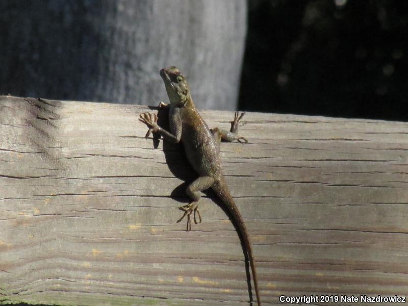 African Rainbow Lizard (Agama agama)