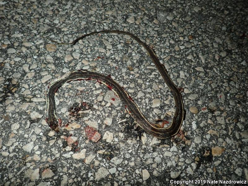 Peninsula Ribbonsnake (Thamnophis sauritus sackenii)