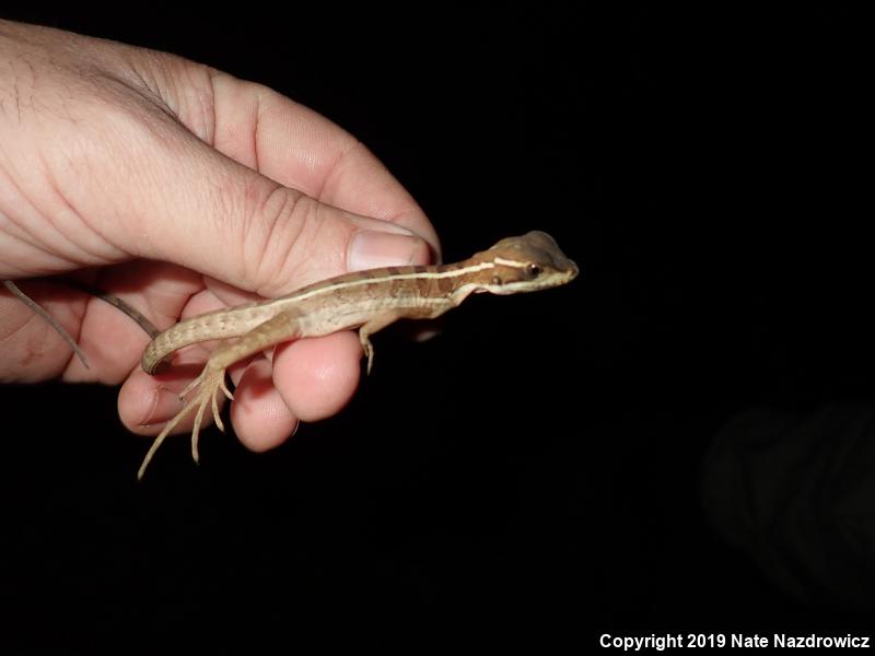 Brown Basilisk (Basiliscus vittatus)