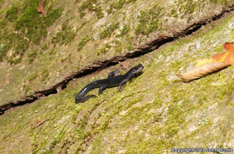 Southern Gray-cheeked Salamander (Plethodon metcalfi)