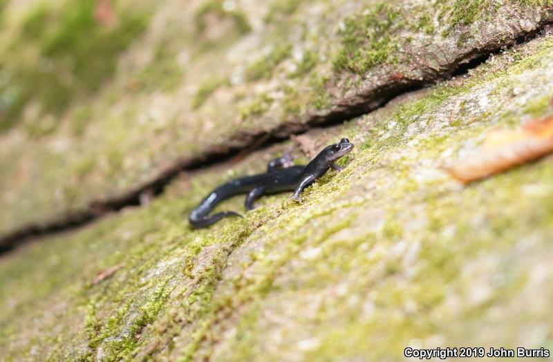 Southern Gray-cheeked Salamander (Plethodon metcalfi)