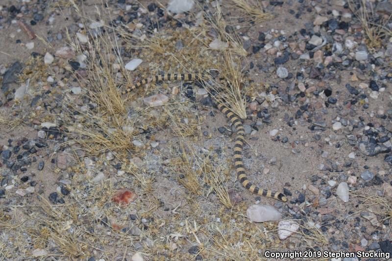 Nevada Shovel-nosed Snake (Chionactis occipitalis talpina)