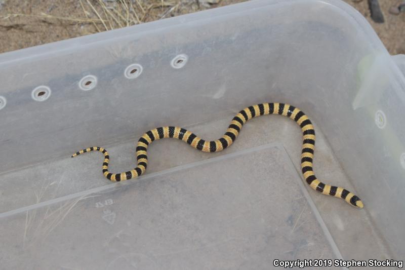 Nevada Shovel-nosed Snake (Chionactis occipitalis talpina)