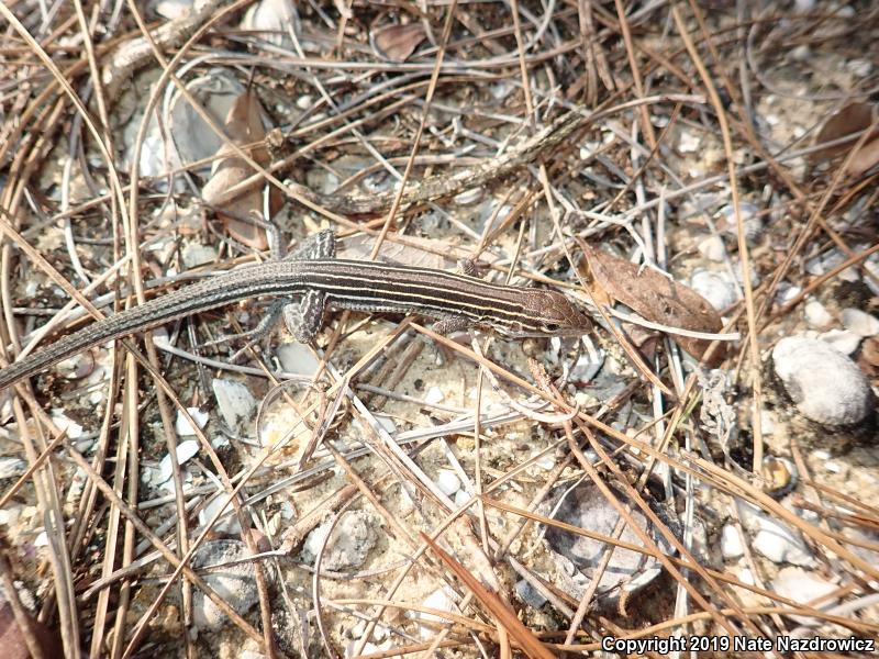 Six-lined Racerunner (Aspidoscelis sexlineata sexlineata)