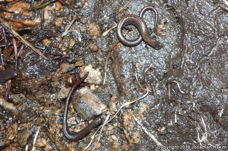 Relictual Slender Salamander (Batrachoseps relictus)