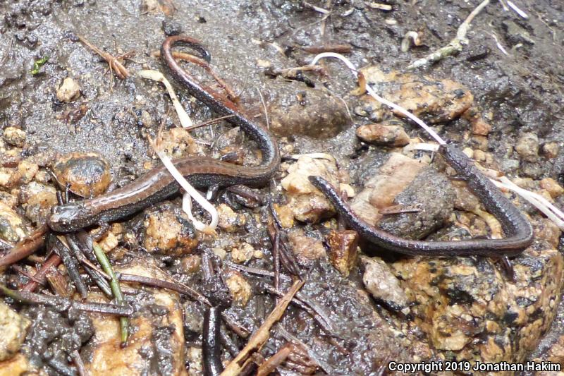 Relictual Slender Salamander (Batrachoseps relictus)