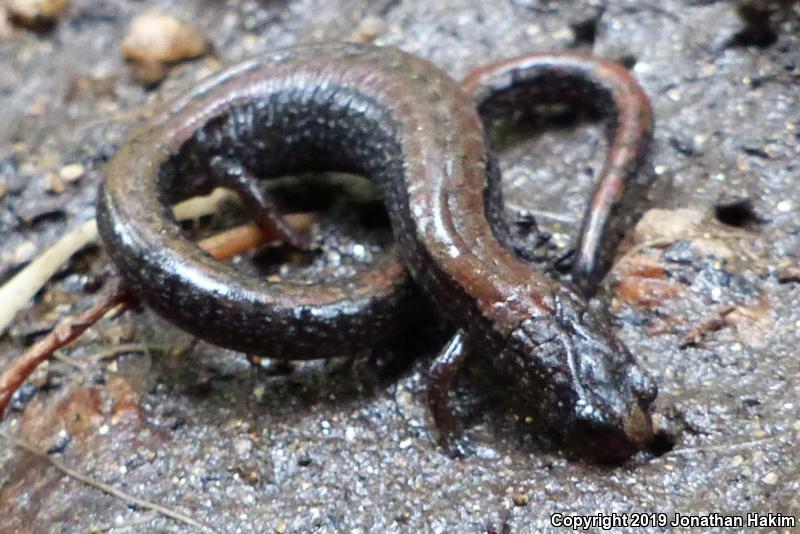 Relictual Slender Salamander (Batrachoseps relictus)