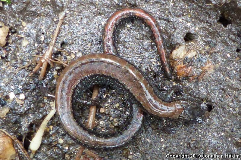 Relictual Slender Salamander (Batrachoseps relictus)