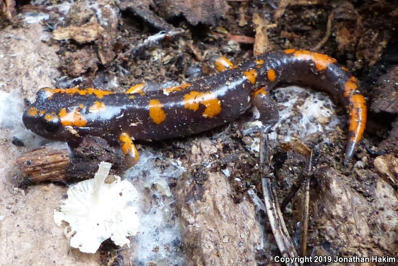 Sierra Nevada Ensatina (Ensatina eschscholtzii platensis)