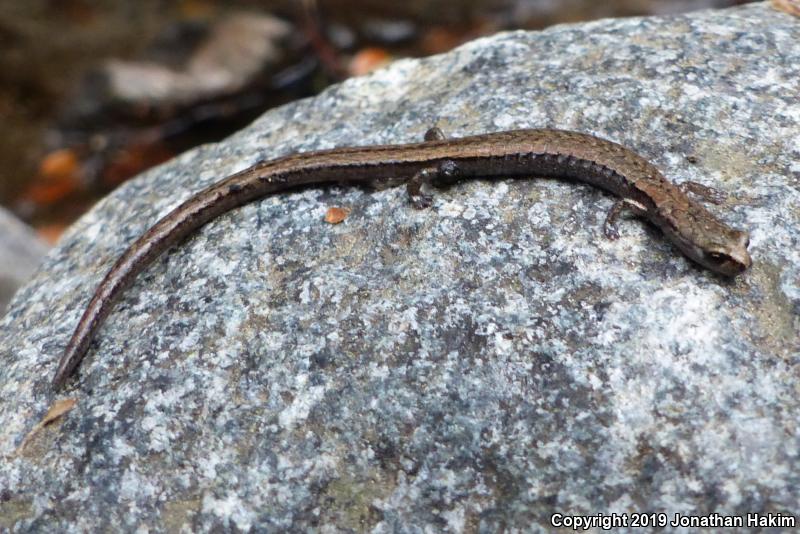 Relictual Slender Salamander (Batrachoseps relictus)