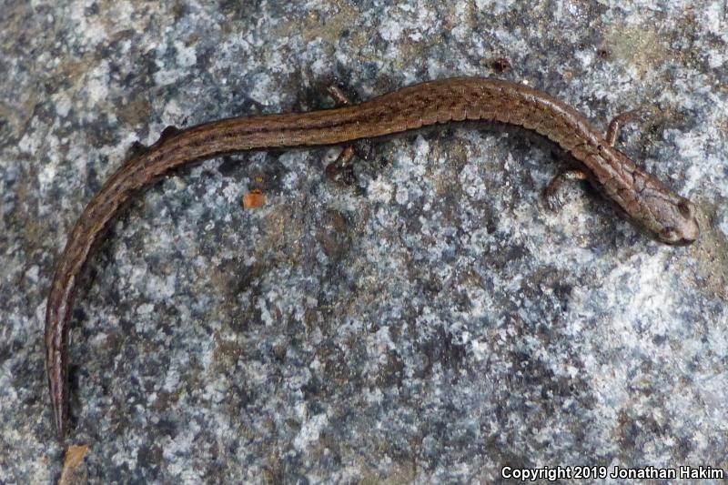 Relictual Slender Salamander (Batrachoseps relictus)