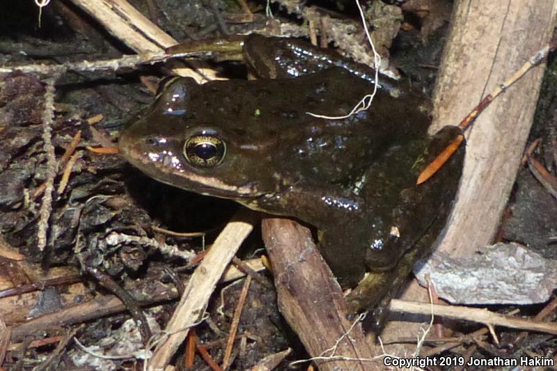 Cascades Frog (Rana cascadae)