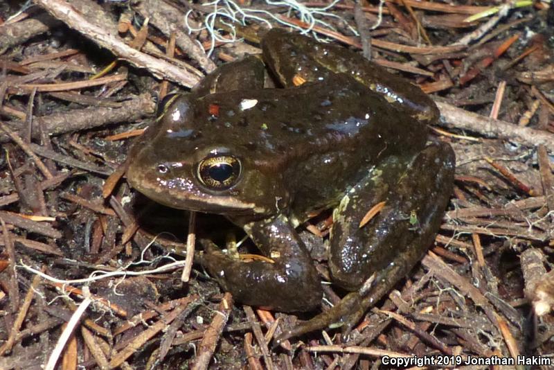 Cascades Frog (Rana cascadae)