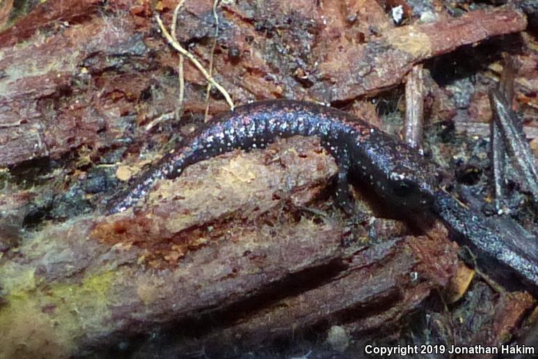 Oregon Slender Salamander (Batrachoseps wrightorum)