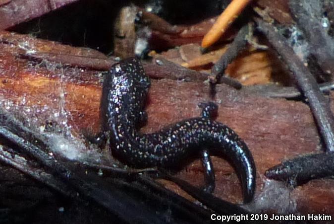 Oregon Slender Salamander (Batrachoseps wrightorum)