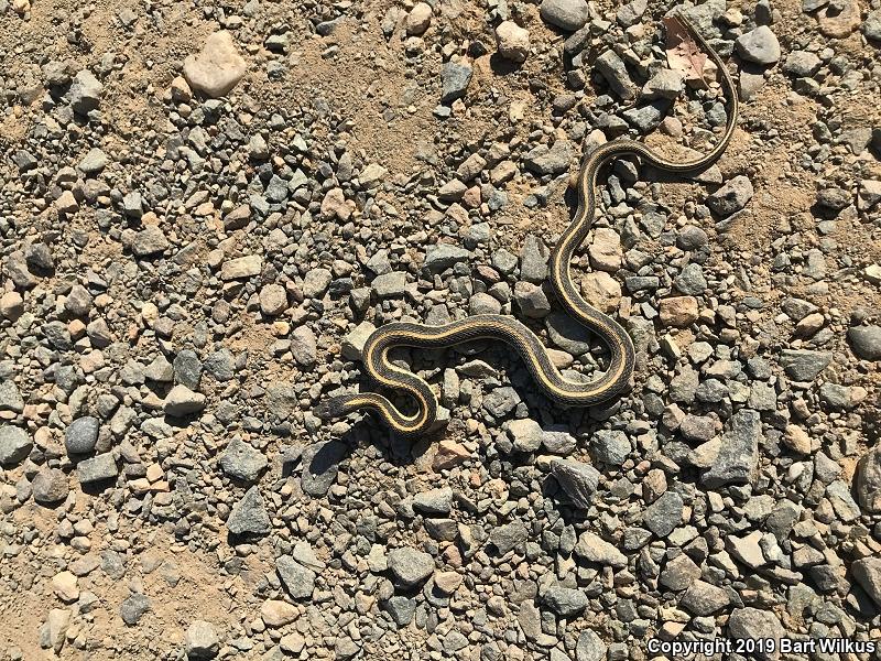 Mountain Gartersnake (Thamnophis elegans elegans)