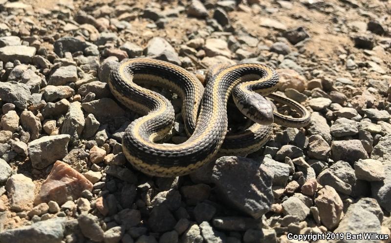 Mountain Gartersnake (Thamnophis elegans elegans)