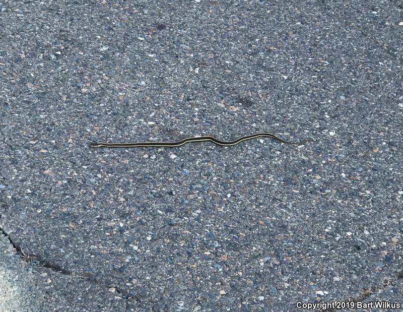 Mountain Gartersnake (Thamnophis elegans elegans)