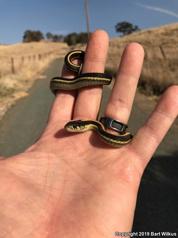 Mountain Gartersnake (Thamnophis elegans elegans)