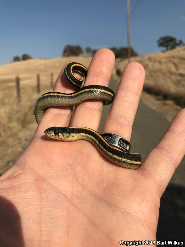 Mountain Gartersnake (Thamnophis elegans elegans)