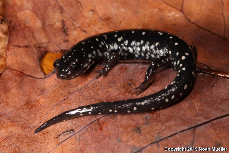 Ocmulgee Slimy Salamander (Plethodon ocmulgee)