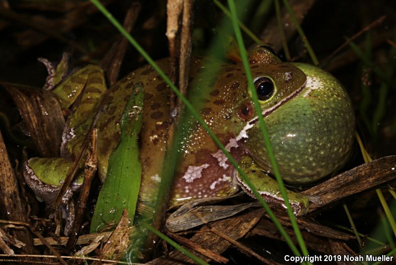 Barking Treefrog (Hyla gratiosa)