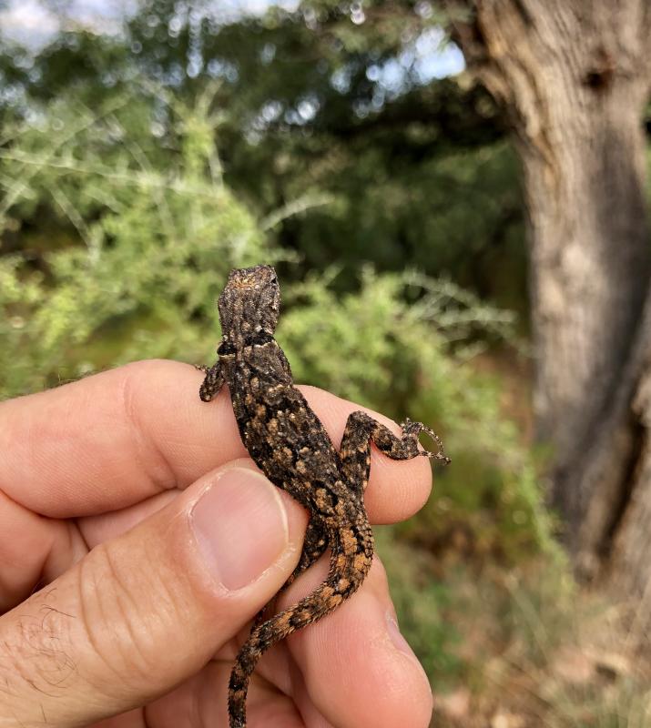 Schott's Tree Lizard (Urosaurus ornatus schottii)