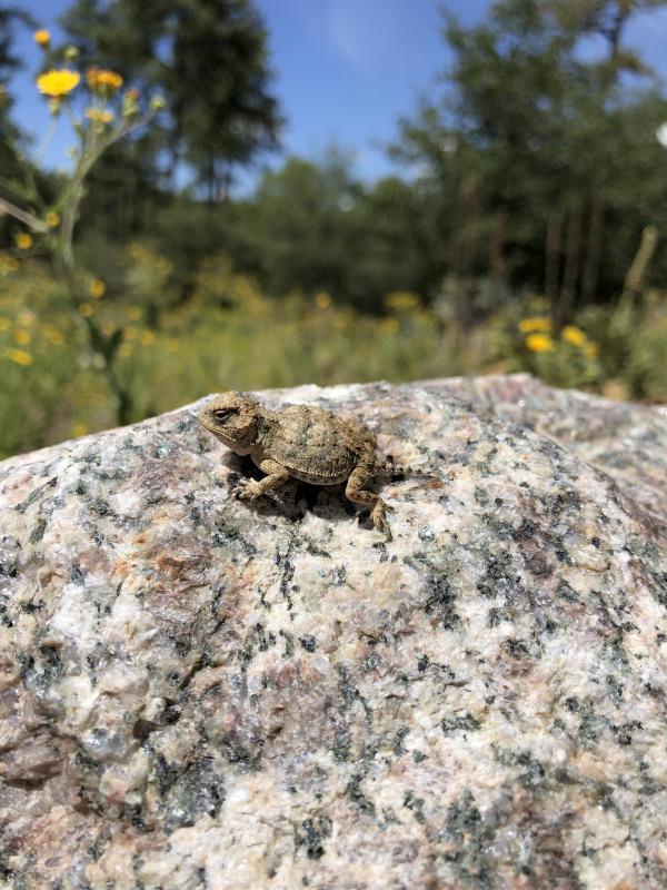 Greater Short-horned Lizard (Phrynosoma hernandesi)