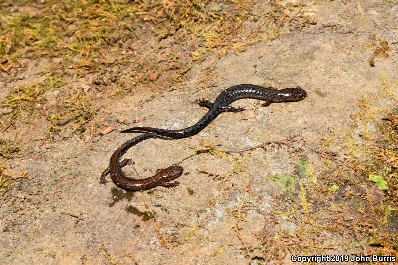 Northern Zigzag Salamander (Plethodon dorsalis)