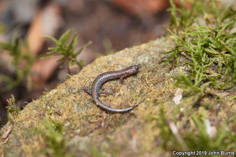 Northern Zigzag Salamander (Plethodon dorsalis)