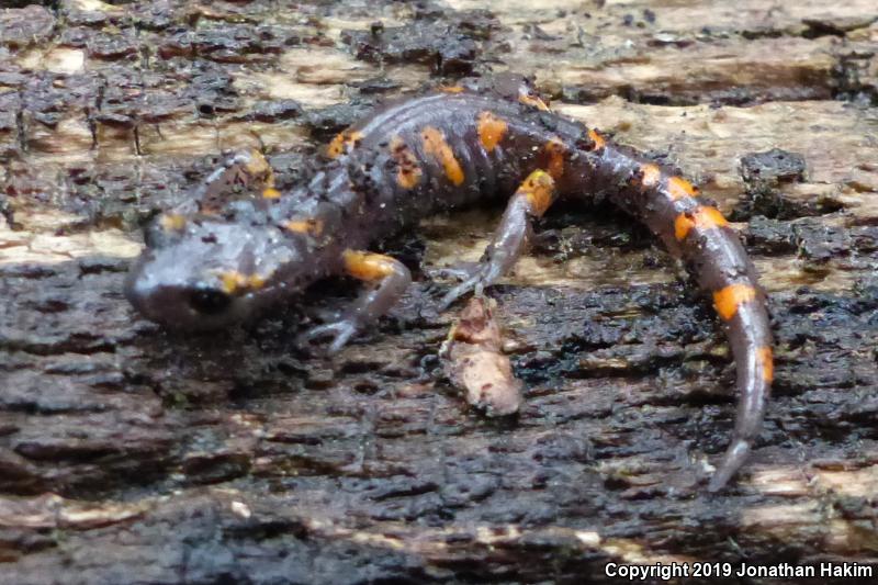 Sierra Nevada Ensatina (Ensatina eschscholtzii platensis)