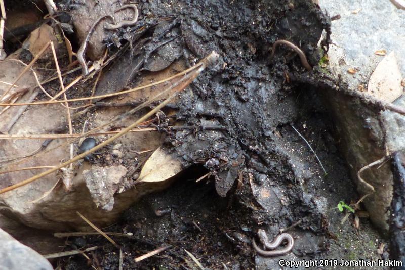 Relictual Slender Salamander (Batrachoseps relictus)