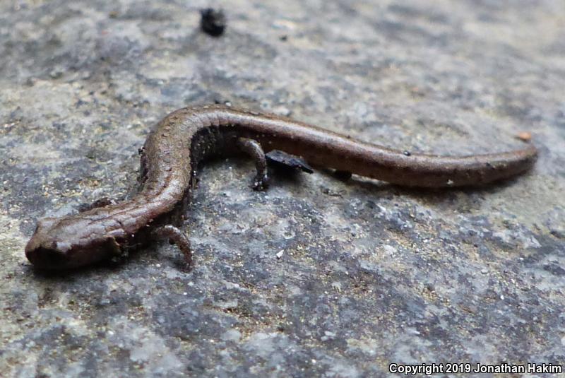 Relictual Slender Salamander (Batrachoseps relictus)