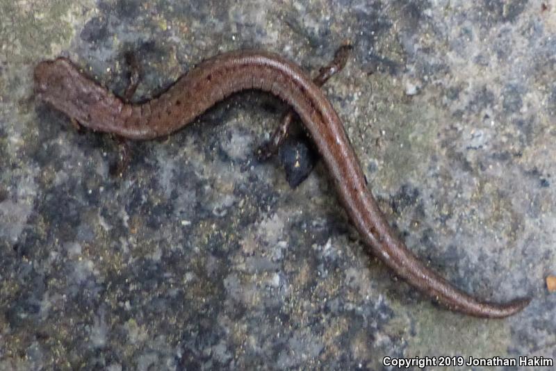 Relictual Slender Salamander (Batrachoseps relictus)