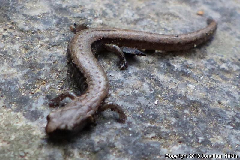 Relictual Slender Salamander (Batrachoseps relictus)