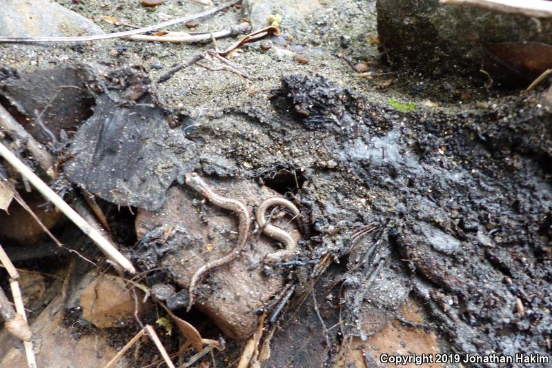 Relictual Slender Salamander (Batrachoseps relictus)