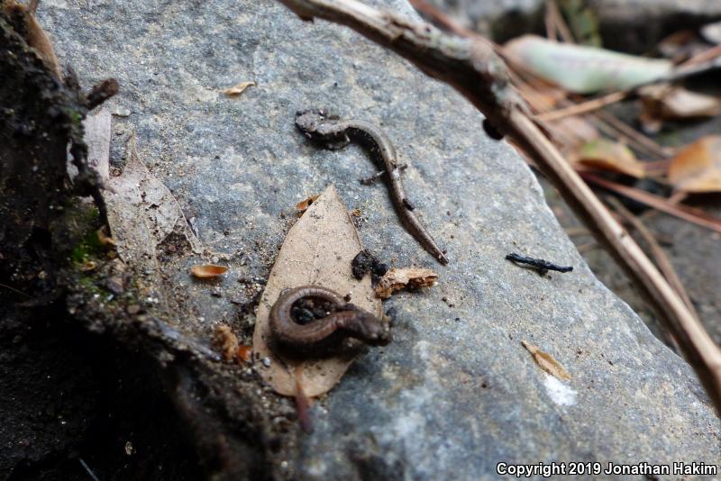 Relictual Slender Salamander (Batrachoseps relictus)