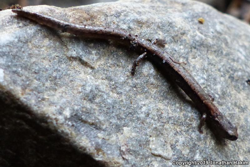 Relictual Slender Salamander (Batrachoseps relictus)