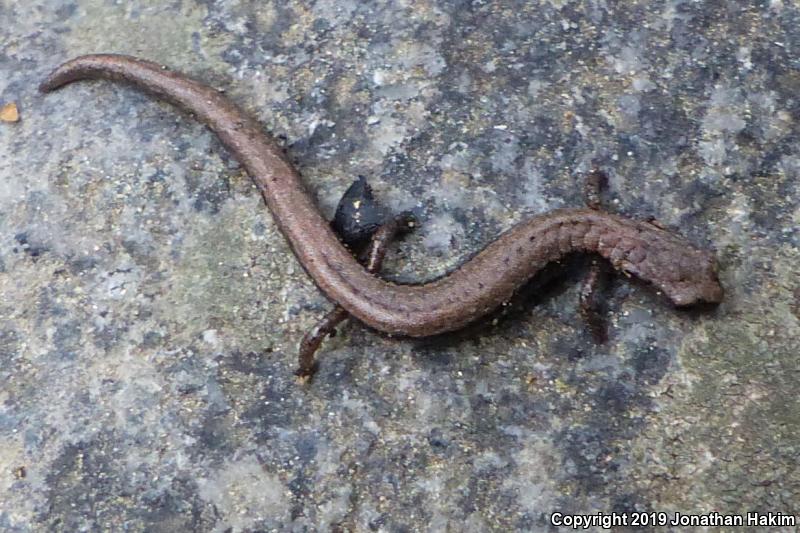 Relictual Slender Salamander (Batrachoseps relictus)