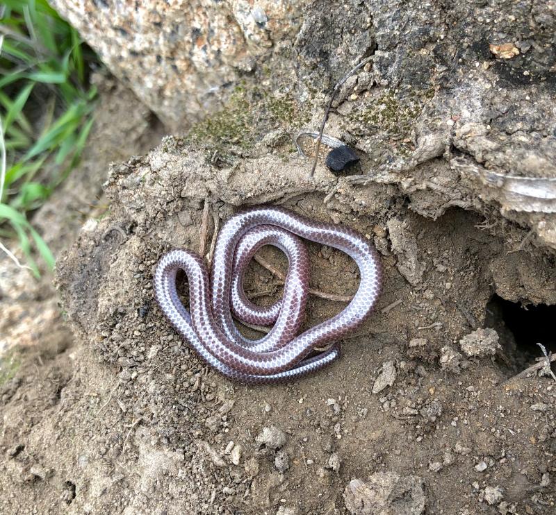 SouthWestern Threadsnake (Leptotyphlops humilis humilis)